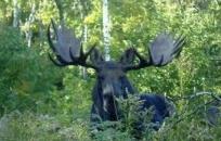 Moose